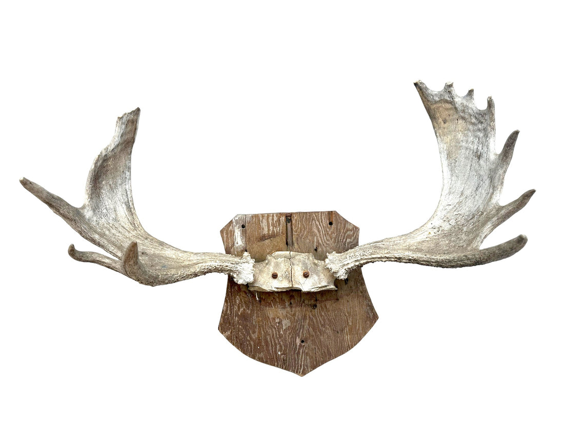 Caribou Antlers on Plaque