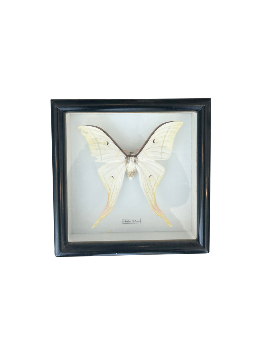 Framed White Moth
