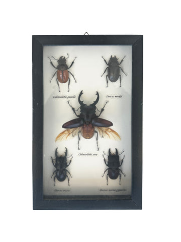 Framed Beetles