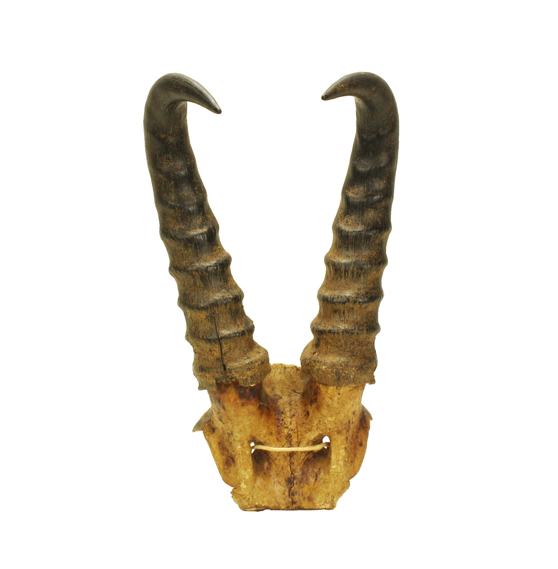 Antelope Horns
