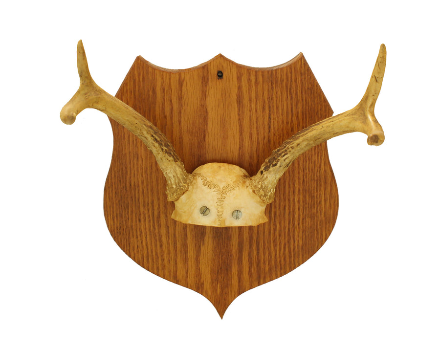 Antlers on Plaque