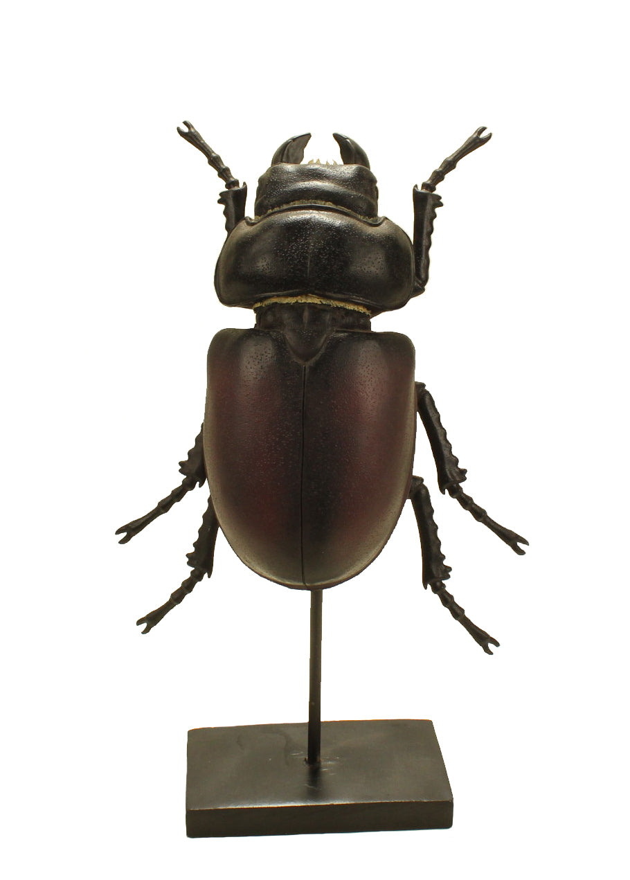Beetle on Stand