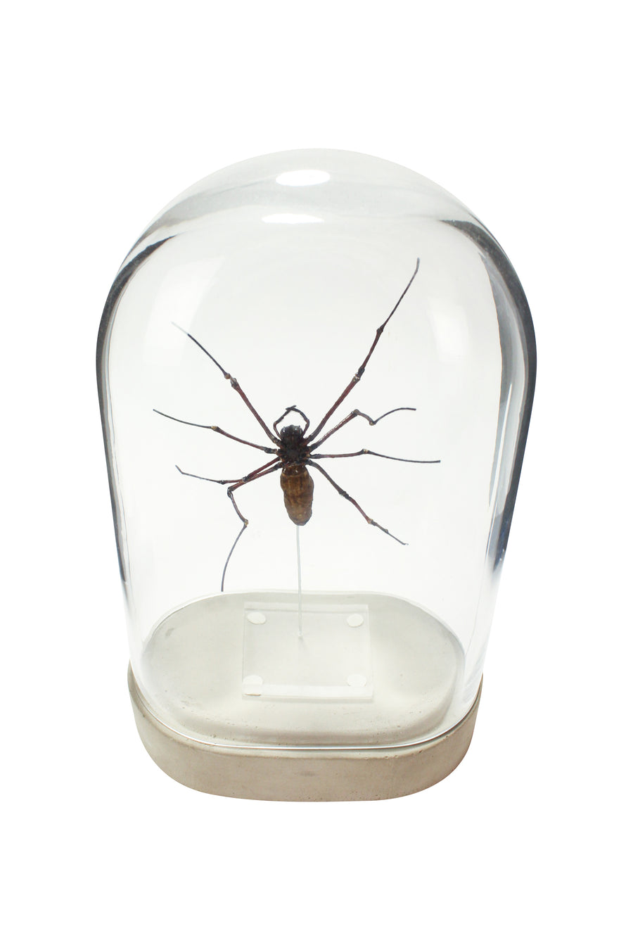 Spider in Glass Dome