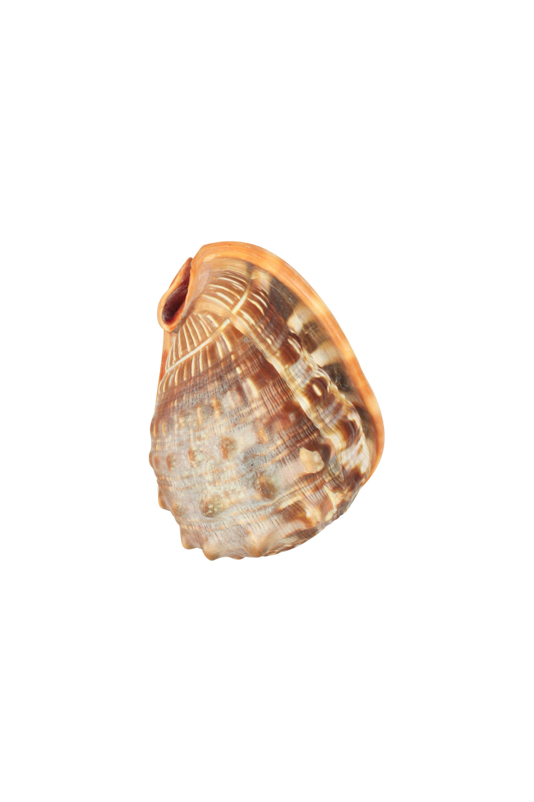 Shells (Large)