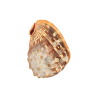 Shells (Large)