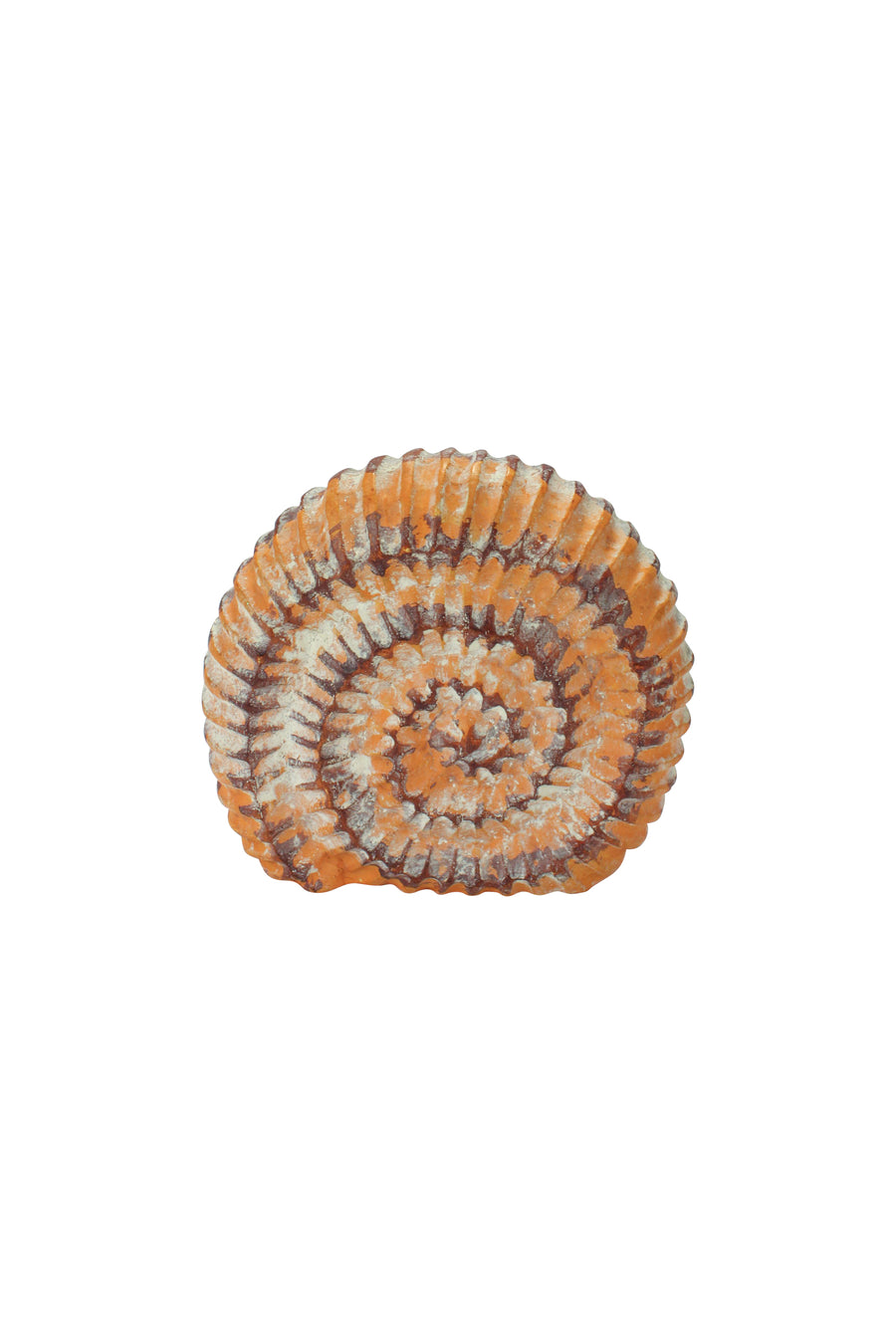 Decorative Shell Fossil