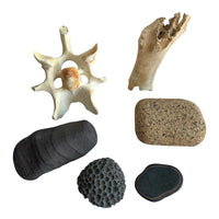 Bones, Rocks + Fossils