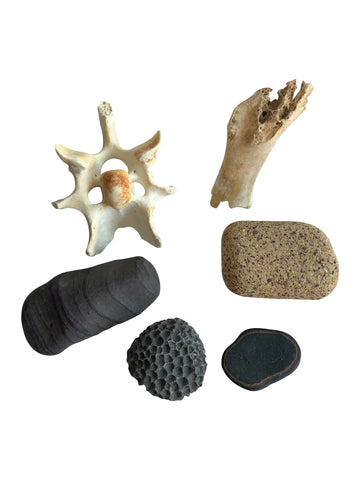 Bones, Rocks + Fossils
